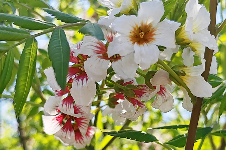 文冠果花的意义有哪些